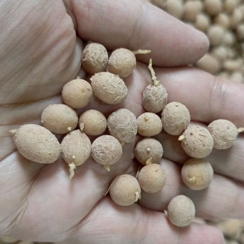 Bibit g0 Granola L (pilus)