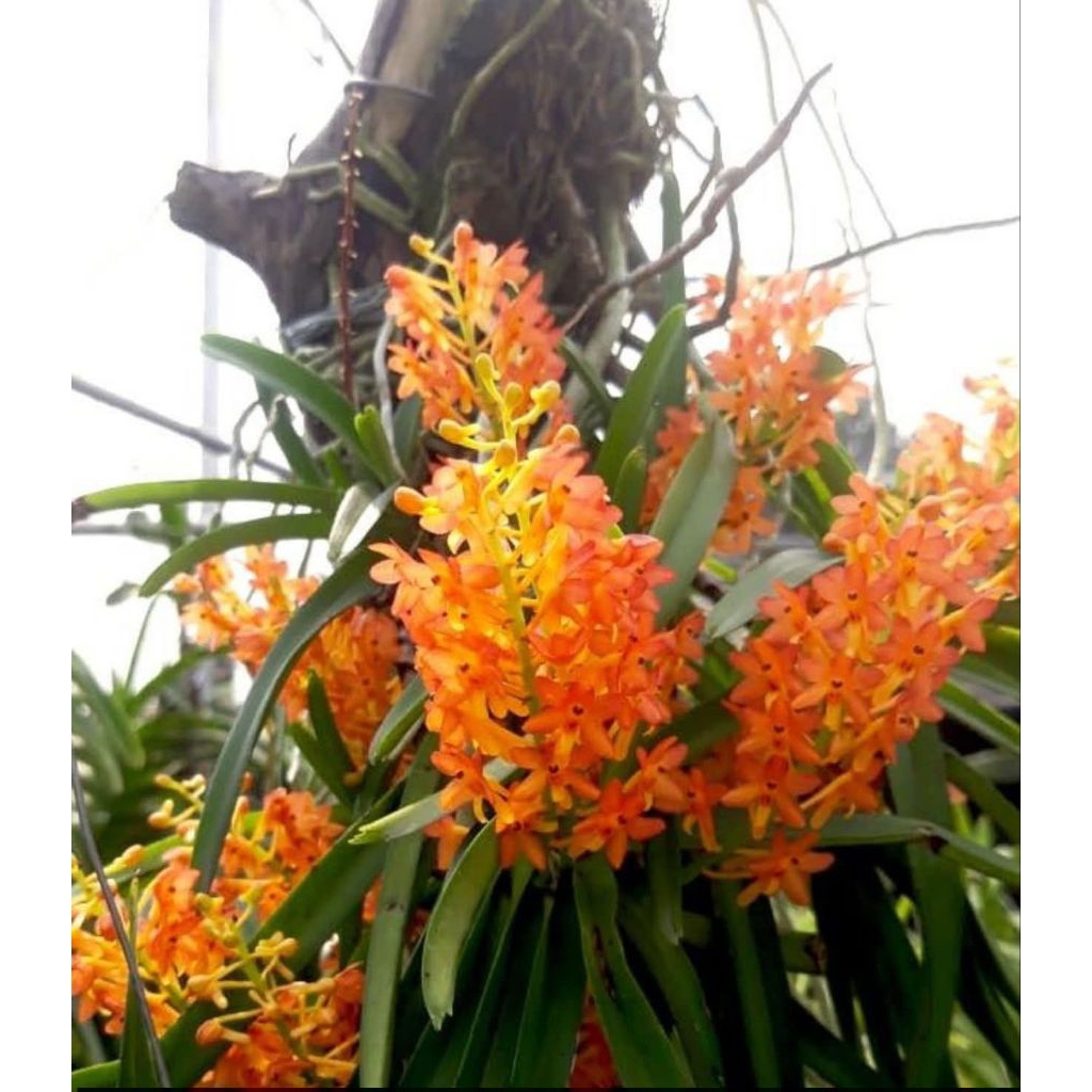 Anggrek Vanda Mini Oren