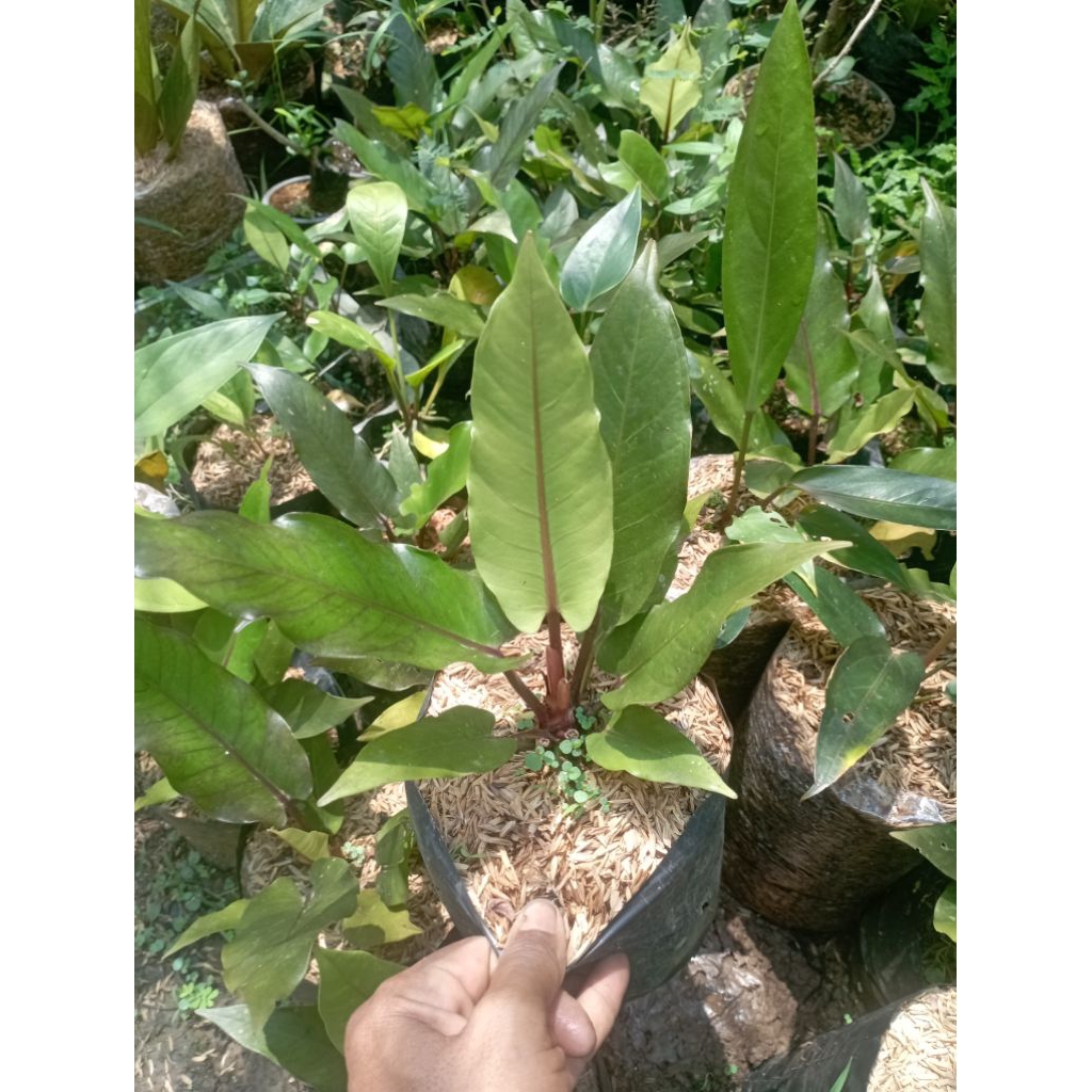 antorium hokeri black