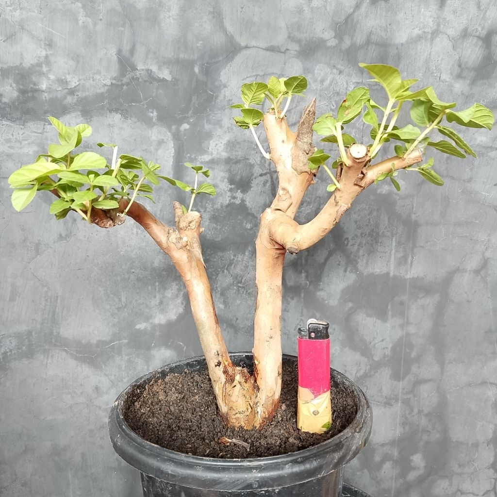 Jambu biji bahan bonsai sesuai foto