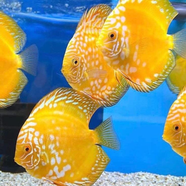 ikan discus/golden raflesia / discus bagus / raflesia golden / import