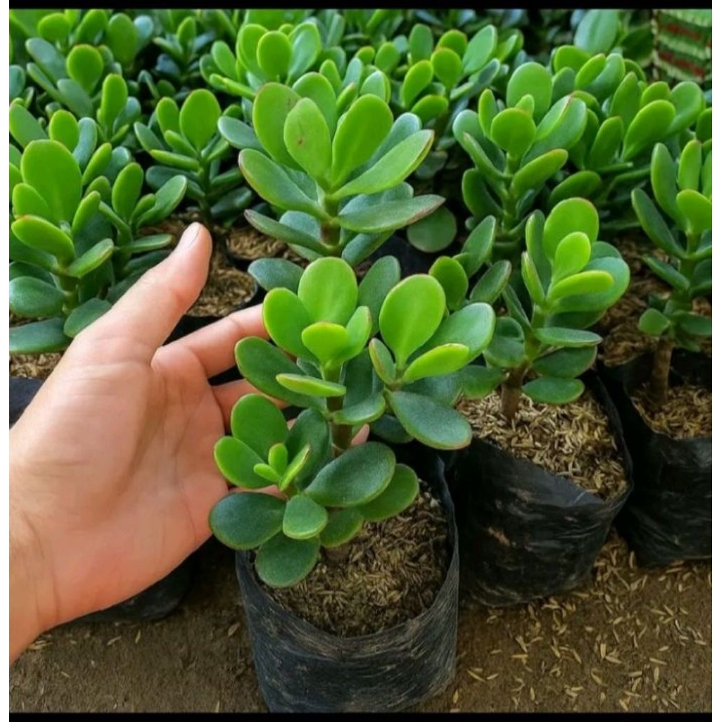 Tanaman Hias Jade Plant Varigata Bonsai Mini Jade Plant Big Size Sukulen Dolar