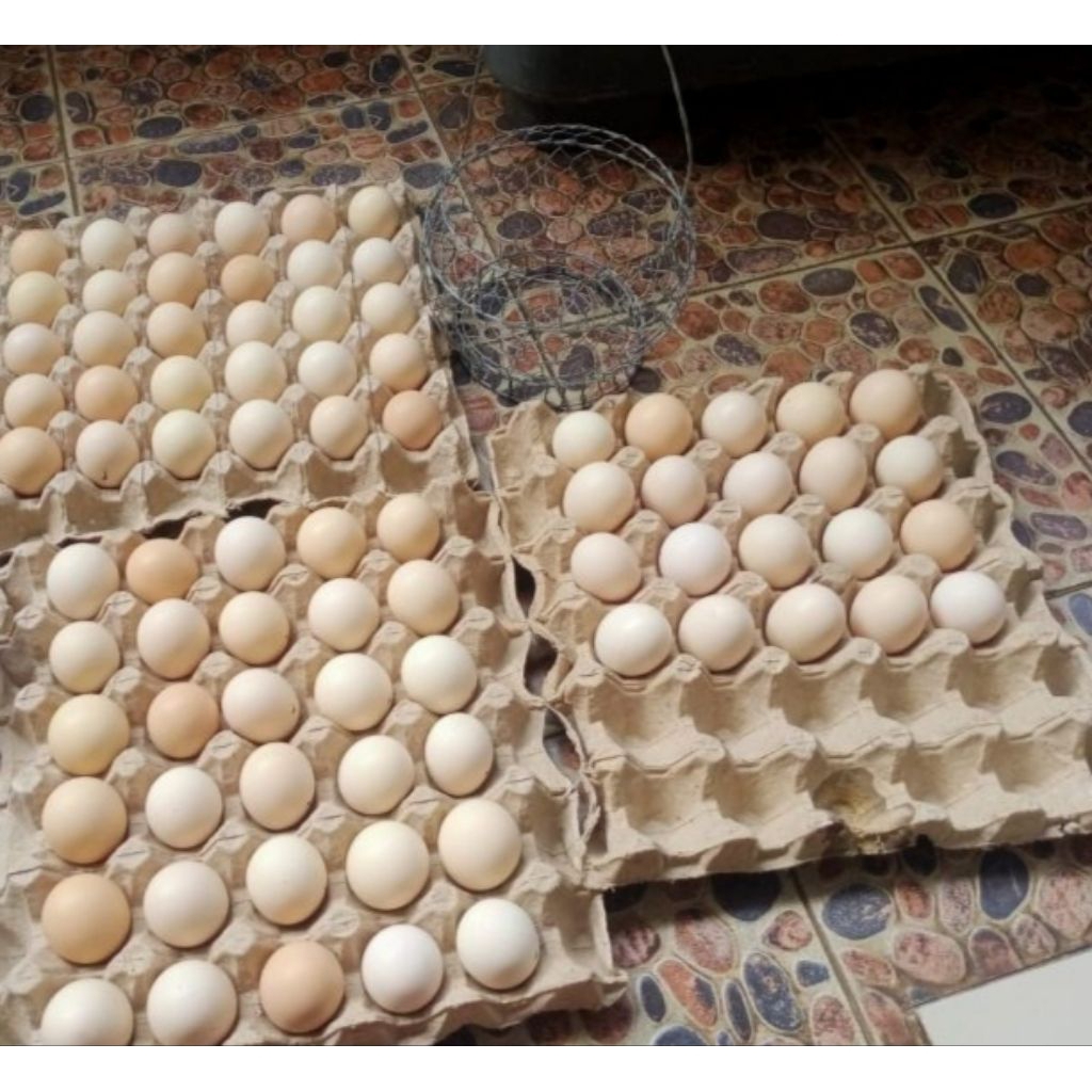 telur ayam ak 47 ayam kecil cocok buat hiasan atau pajangan