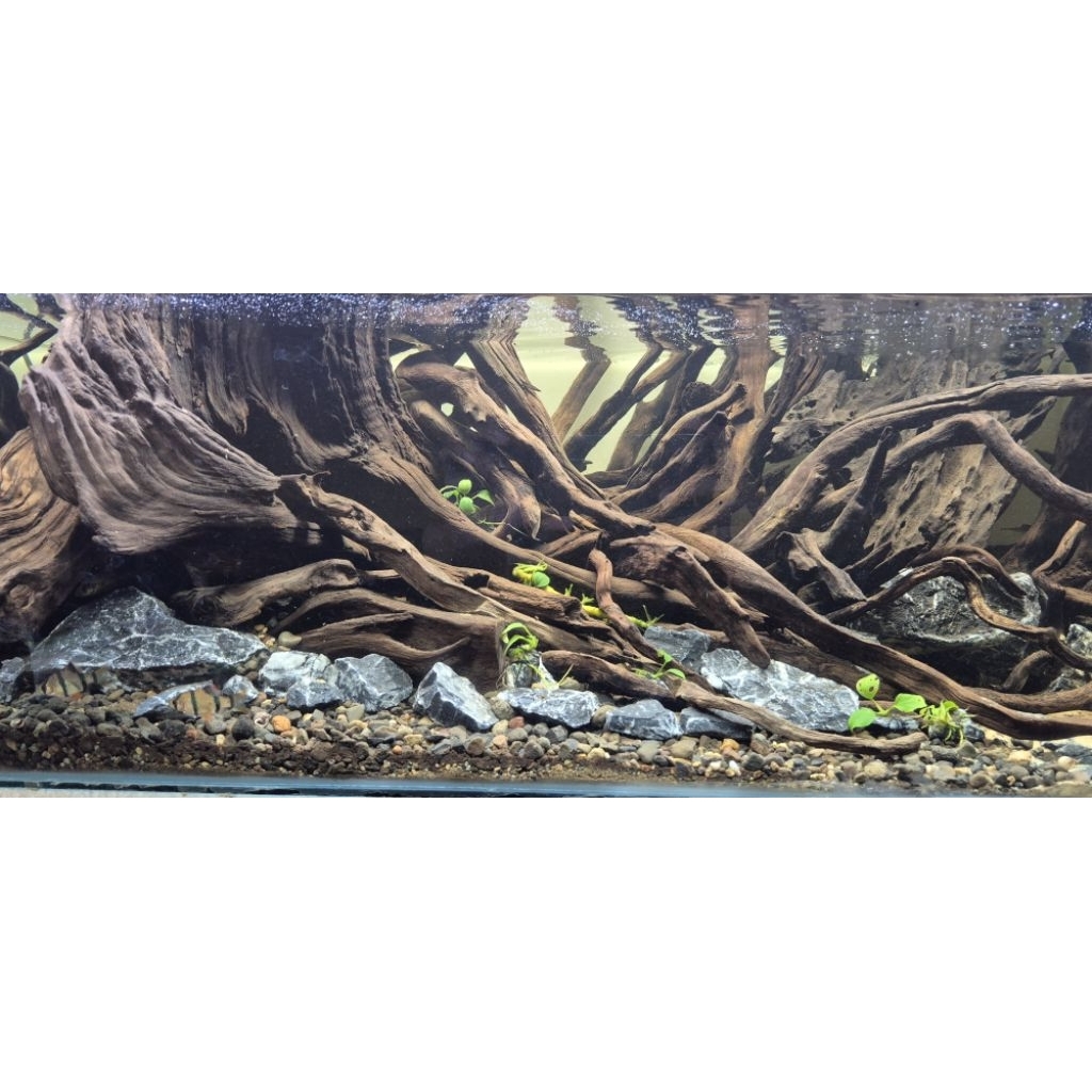 Kayu Santigi Laut kecil Aquascape Paludarium Terarium Taman - 3