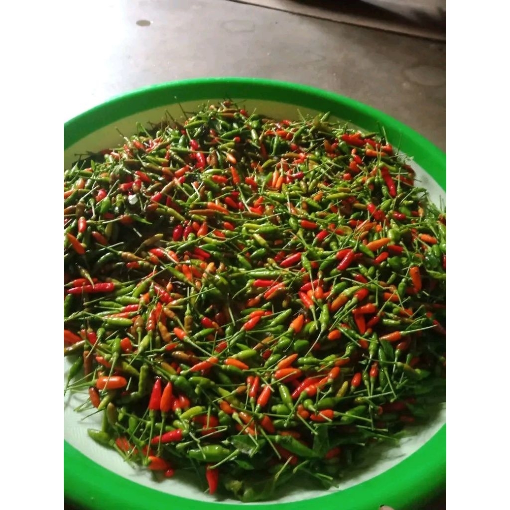 Cabe Rawit Kampung Asli Pedasnya Fresh Cabe rawit hutan /gunung