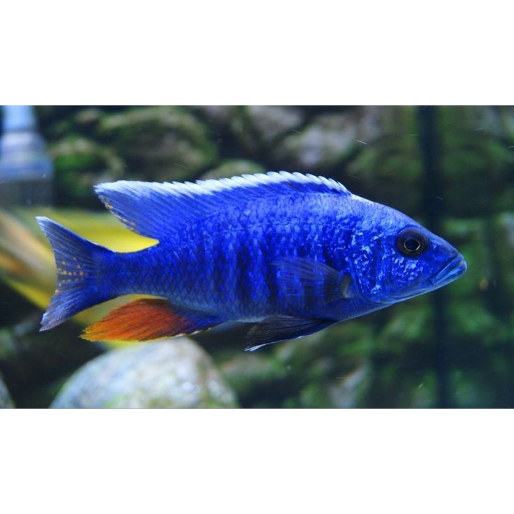 Sciaenochromis Friery Cichlid | Friery Cichlid | Cichlid Afrika