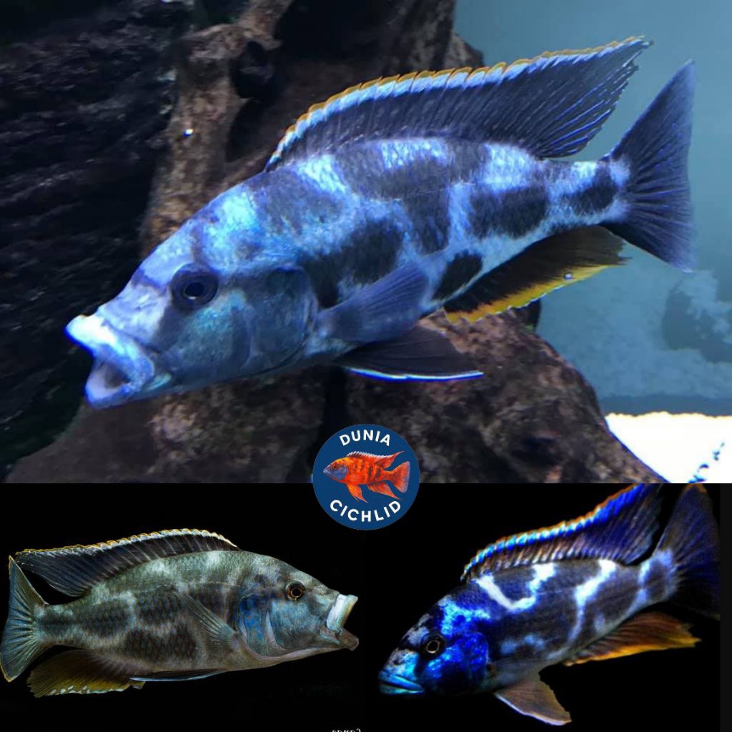 Livingstoni Cichlid