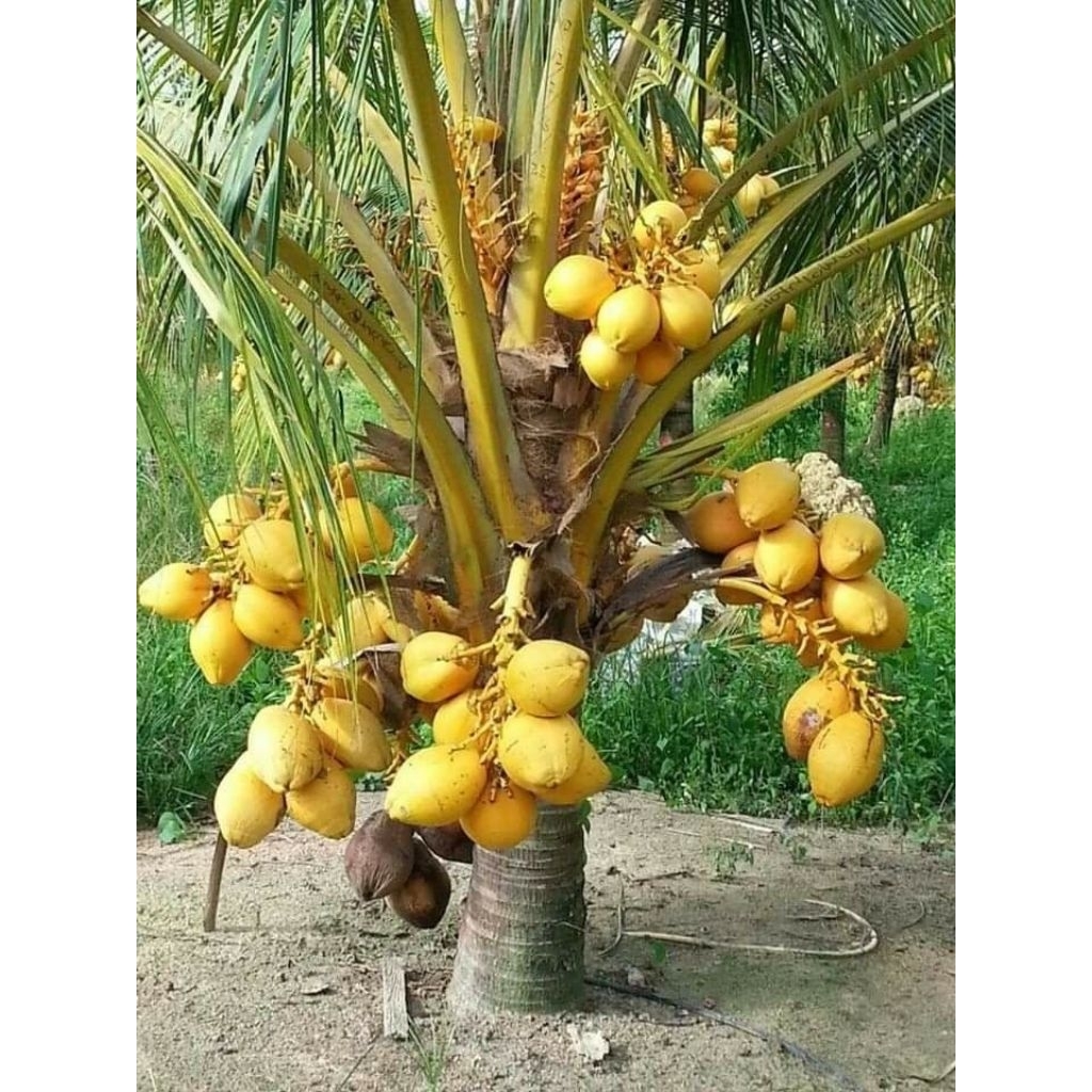 Bibit Kelapa Gading Kualitas Unggul Mudah Berbuah Pendek