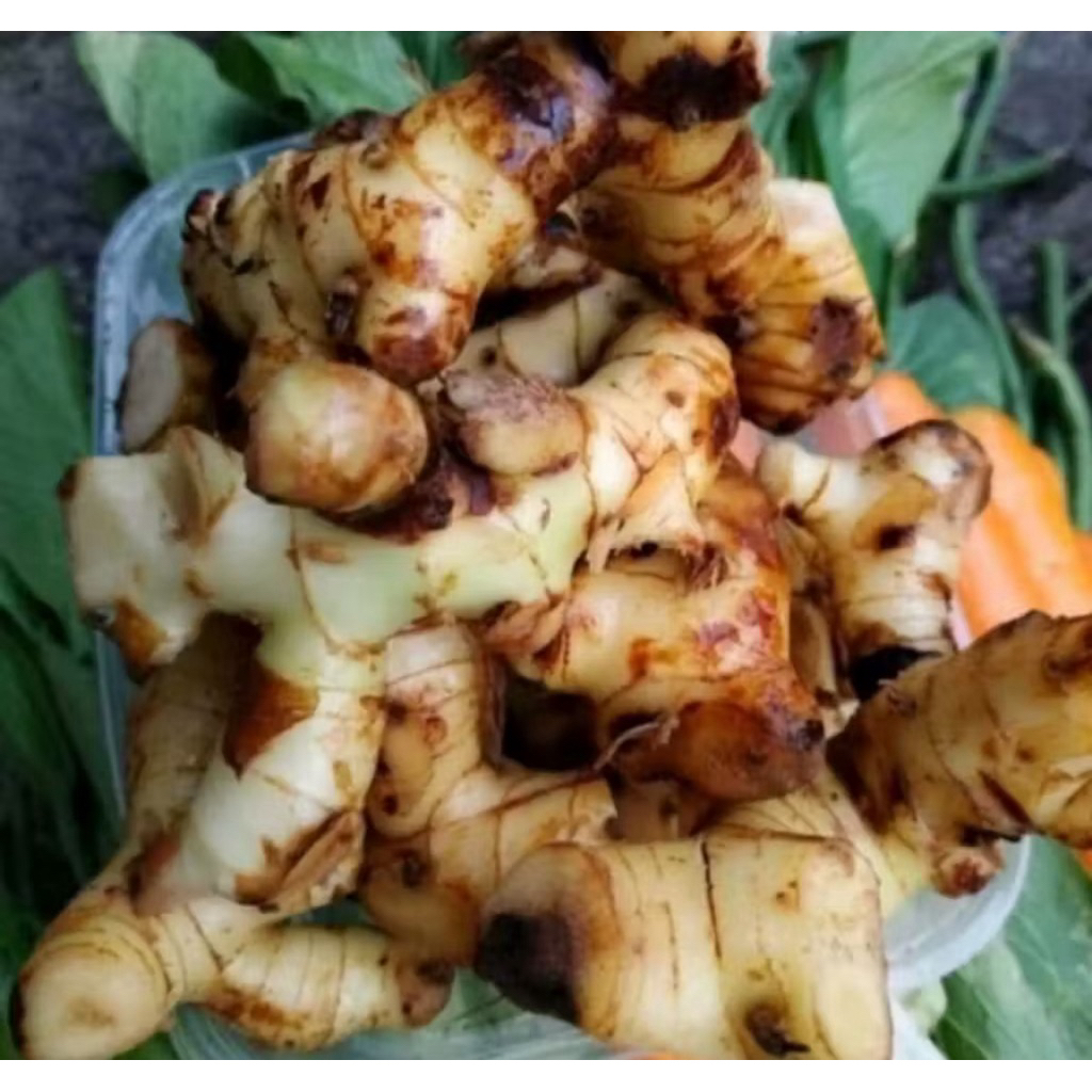 lengkuas merah 500G lengkuas muda segar