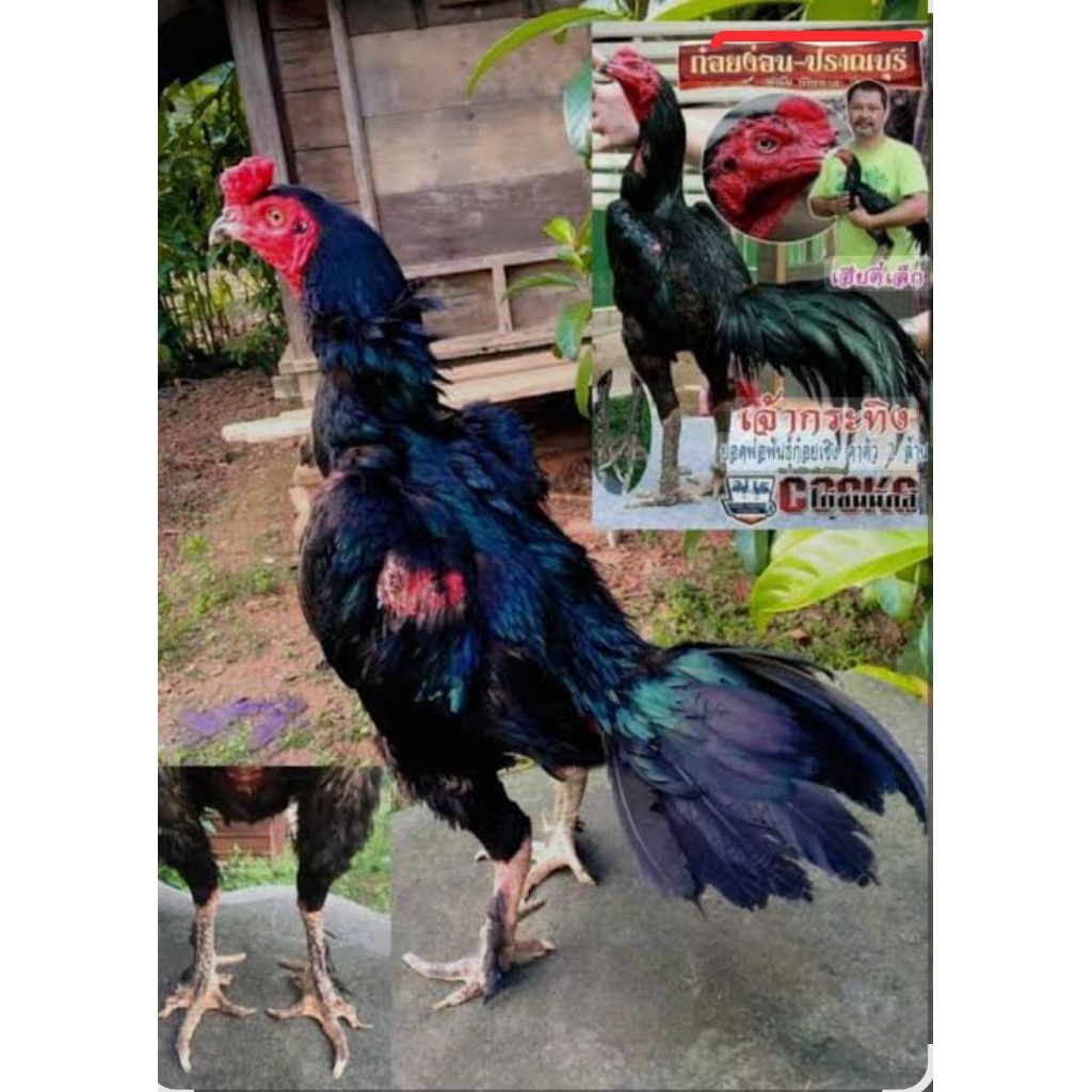 Telur Ayam Pakhoy Black Bull VVIP