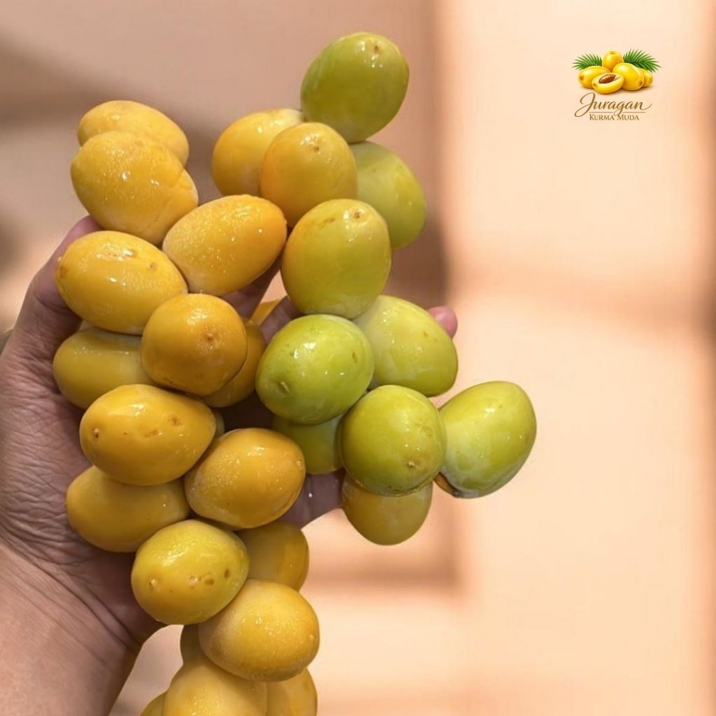 SIAP KIRIM FRESH KURMA  MUDA BARHI MANIS | KURMA PROMIL | 500 gr