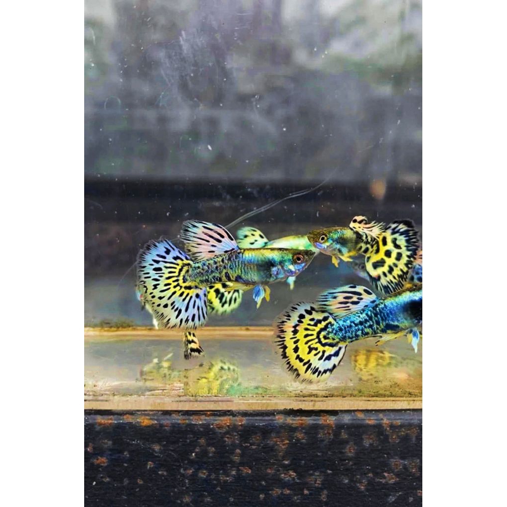 promo paket 10 ekor jantan betina Guppy cobra guppy campur hiasan aquarium