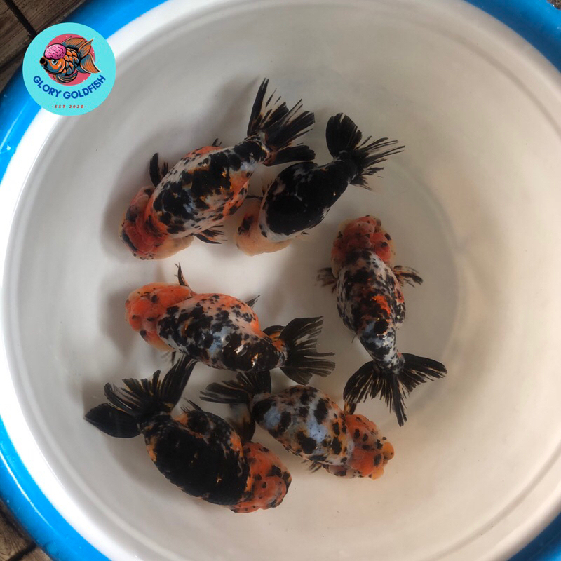 Ikan Hias Mas Koki Ranchu Rancu Pancawarna Calico Tiger HIGH QUALITY
