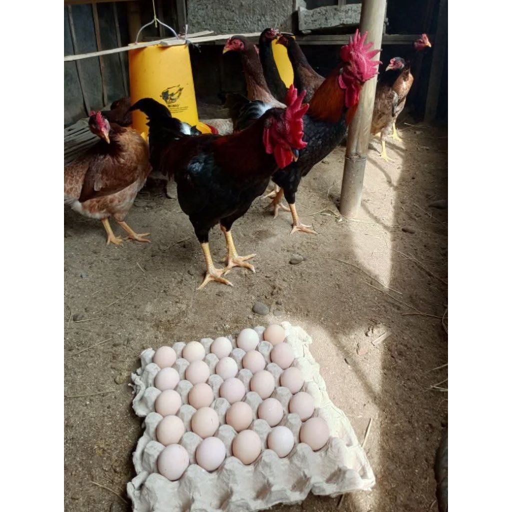 telur fertil ayam KUB untuk ditetaskan