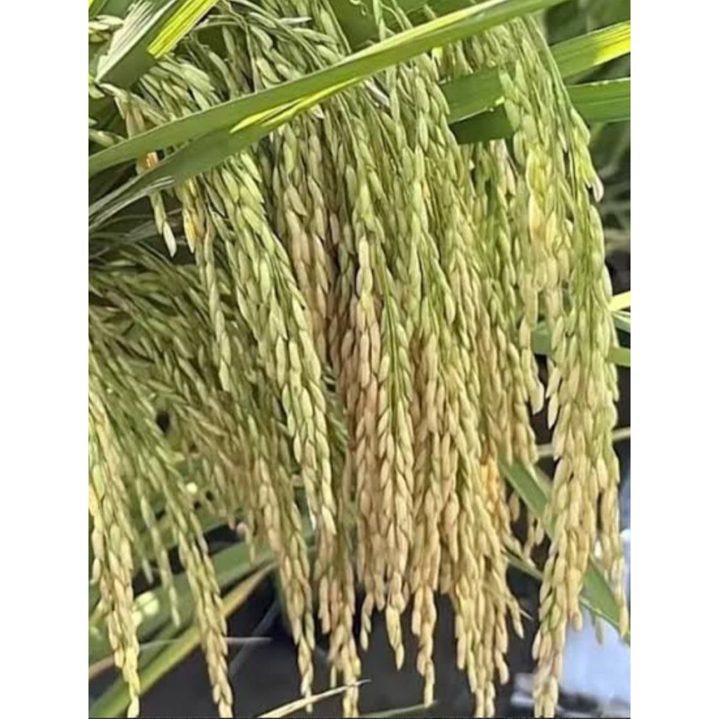 Benih padi Srikandi Jumbo (5kg)