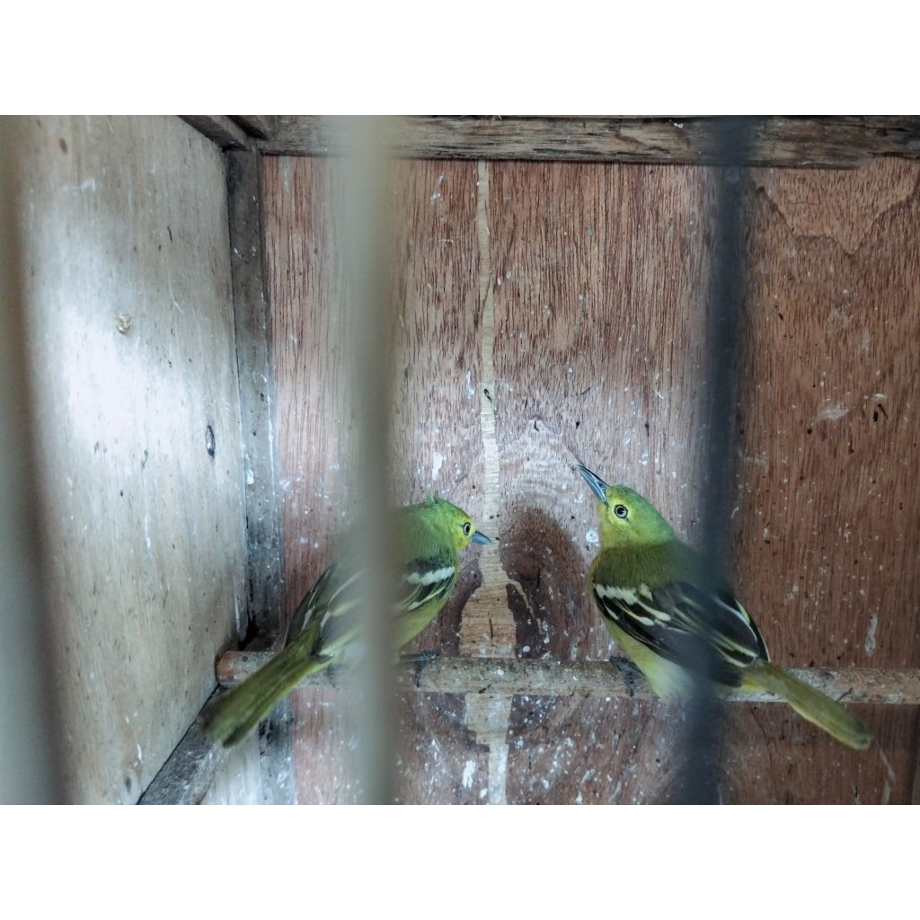 burung cipau/sirtu