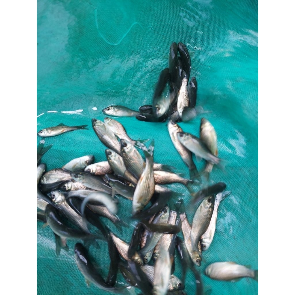 bibit ikan mas