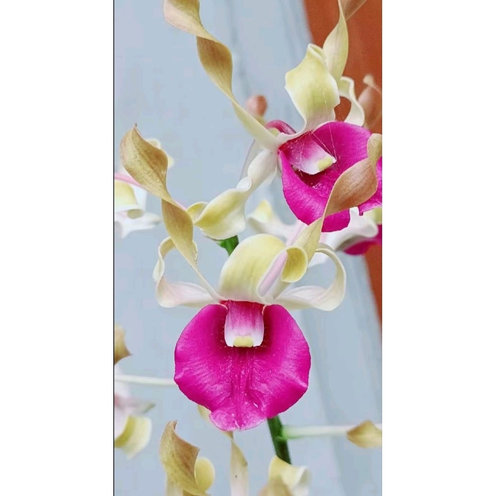 anggrek Dendrobium melintir keriting remaja