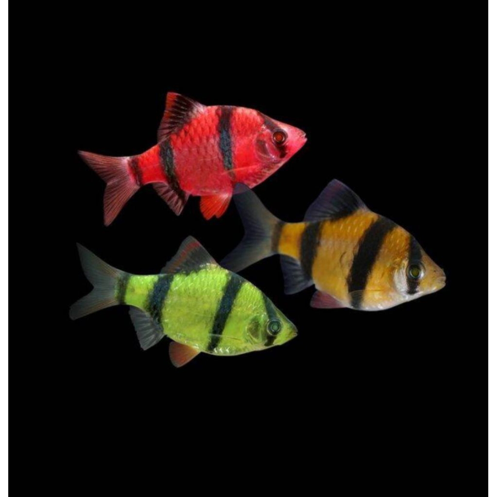 ikan hias sumatra glo/tiger
