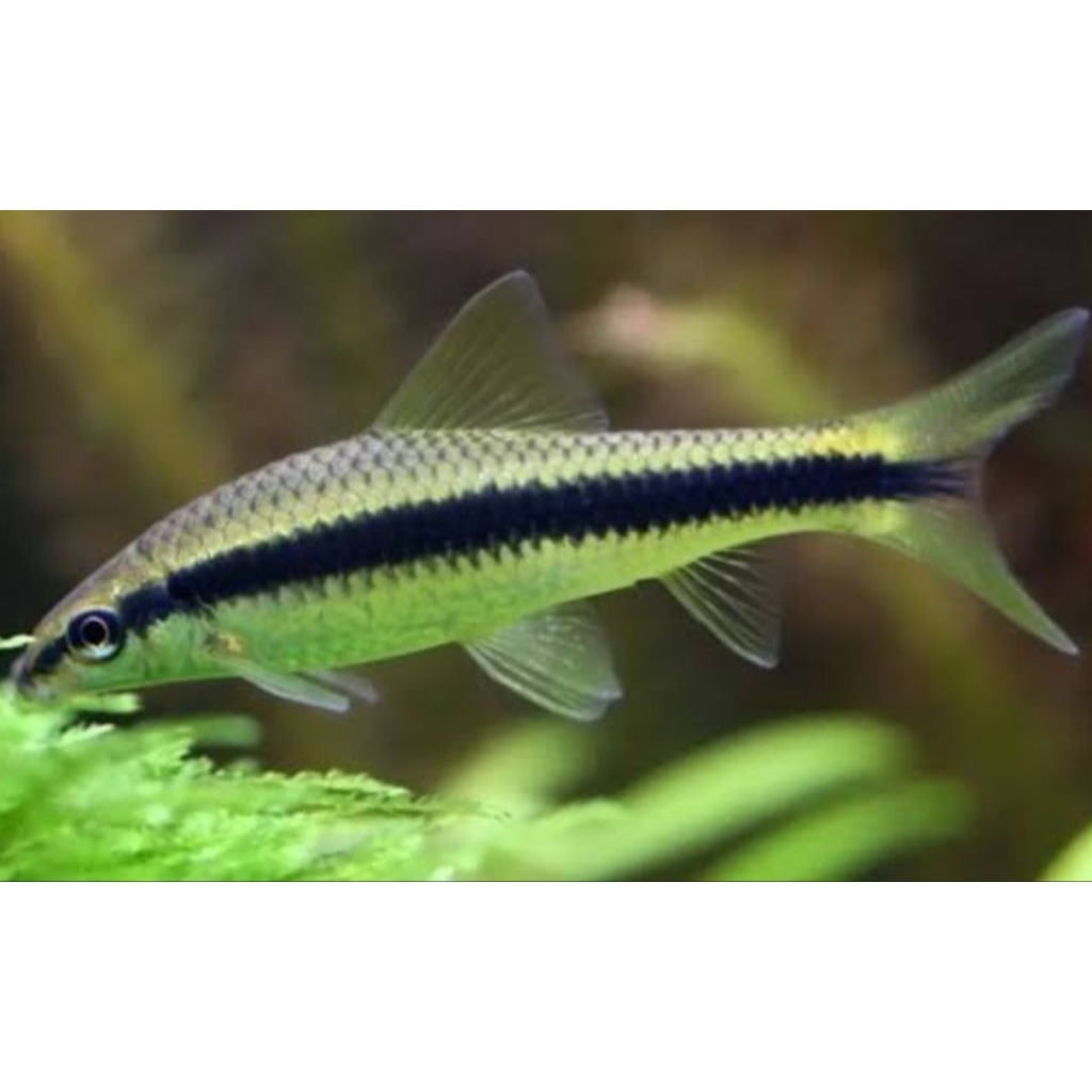 ikan hias SAE siamese algae eater