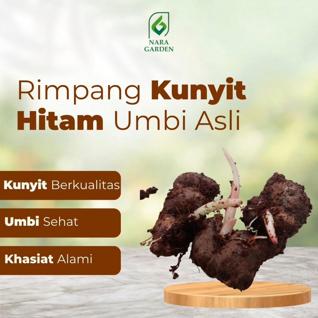 Nara Garden - KUNYIT HITAM  RIMPANG UMBI KUNYIT HITAM ASLI
