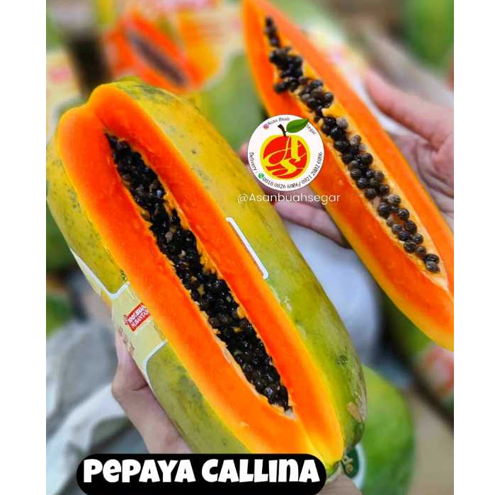 pepaya california pepaya callina pepaya hawai madu pepaya honey jack pepaya sweety