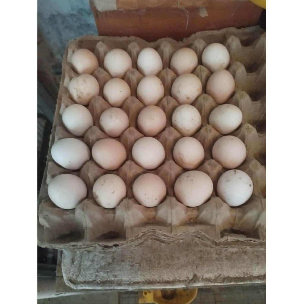 paket sangat hemat 5 telur ayam saigon super cocok untuk di petarung atau hiasan depan rumah bisa di