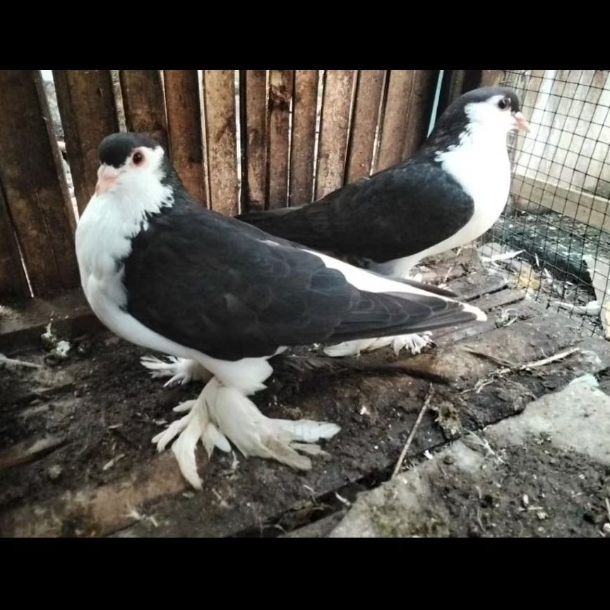 Merpati hias lahore