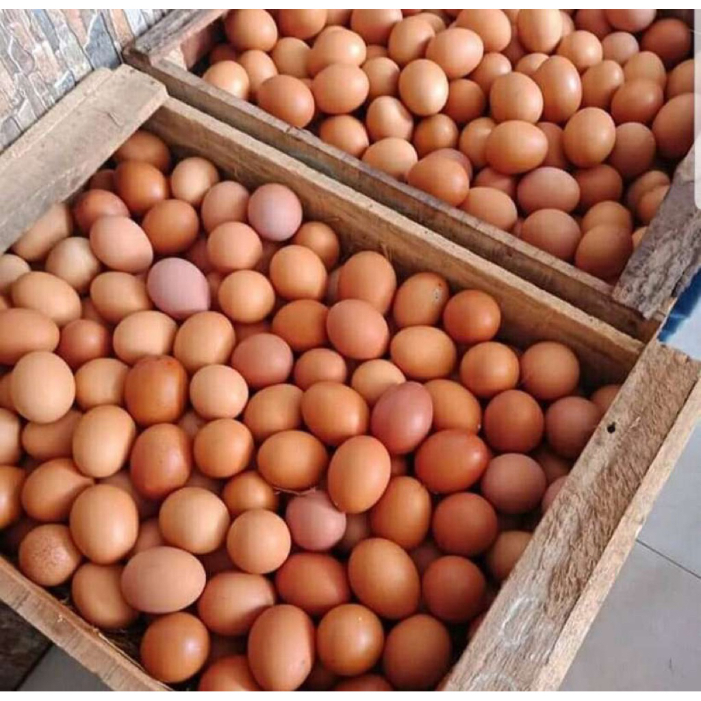 (Paiton) Telur Ayam Segar 1kg dan 1.5kg - Fresh, Tinggi Protein, Langsung dari Peternakan
