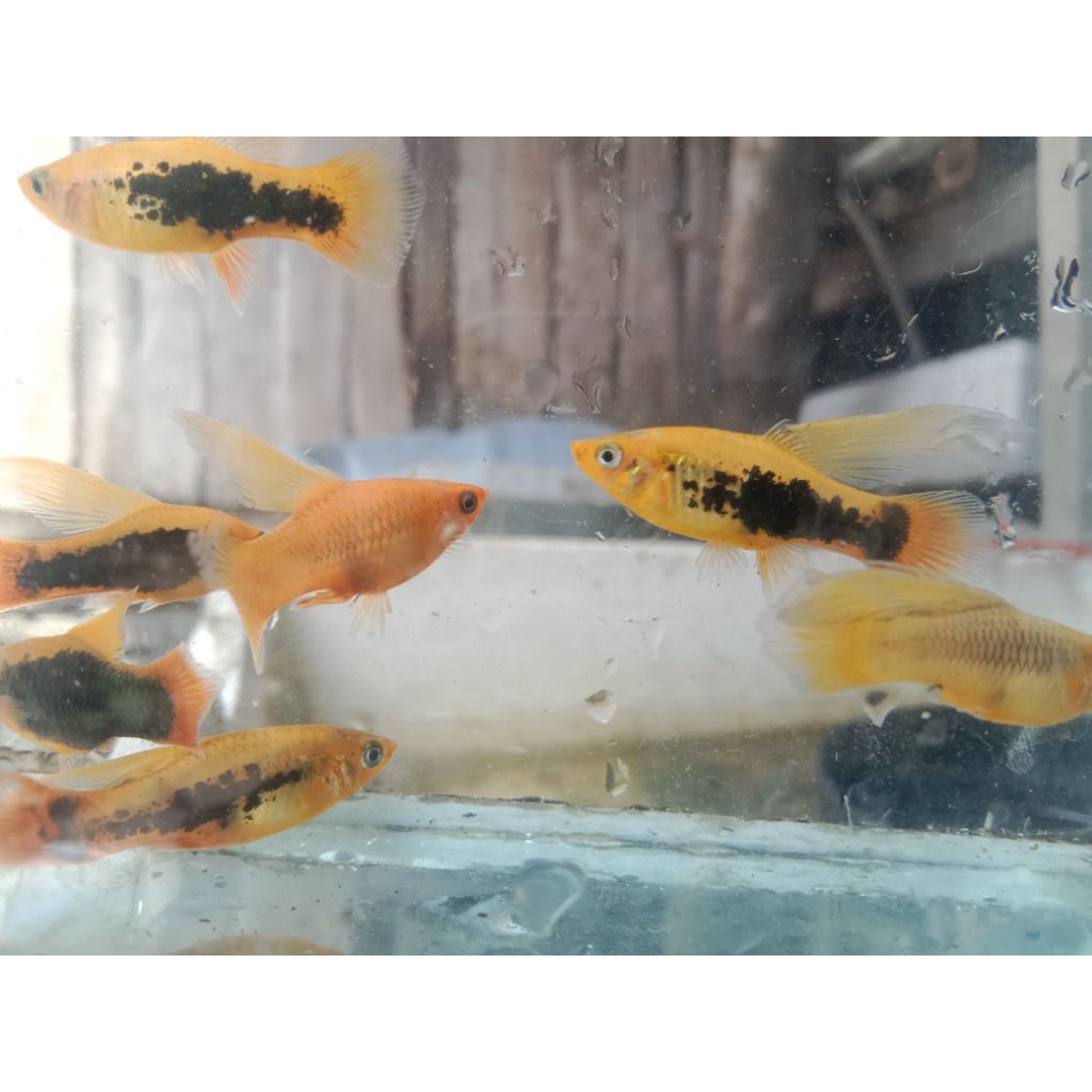 kardus packing platy haway hifin