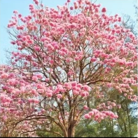 pohon tabebuya rosea bunga pink batang besar