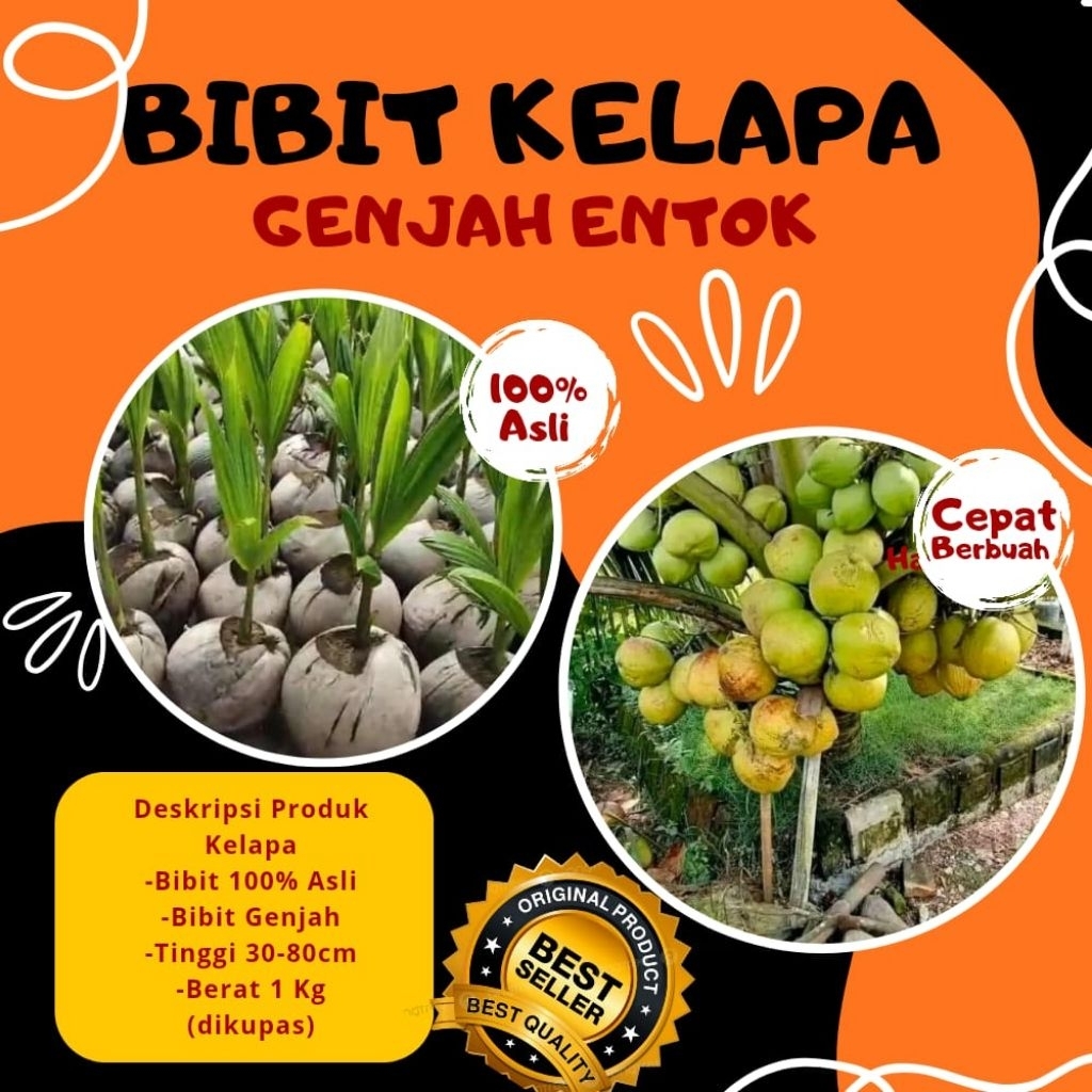 DICARI-CARI  Bibit Kelapa Pendek Entok Jumbo, Bibit Kelapa Pendek Entok
