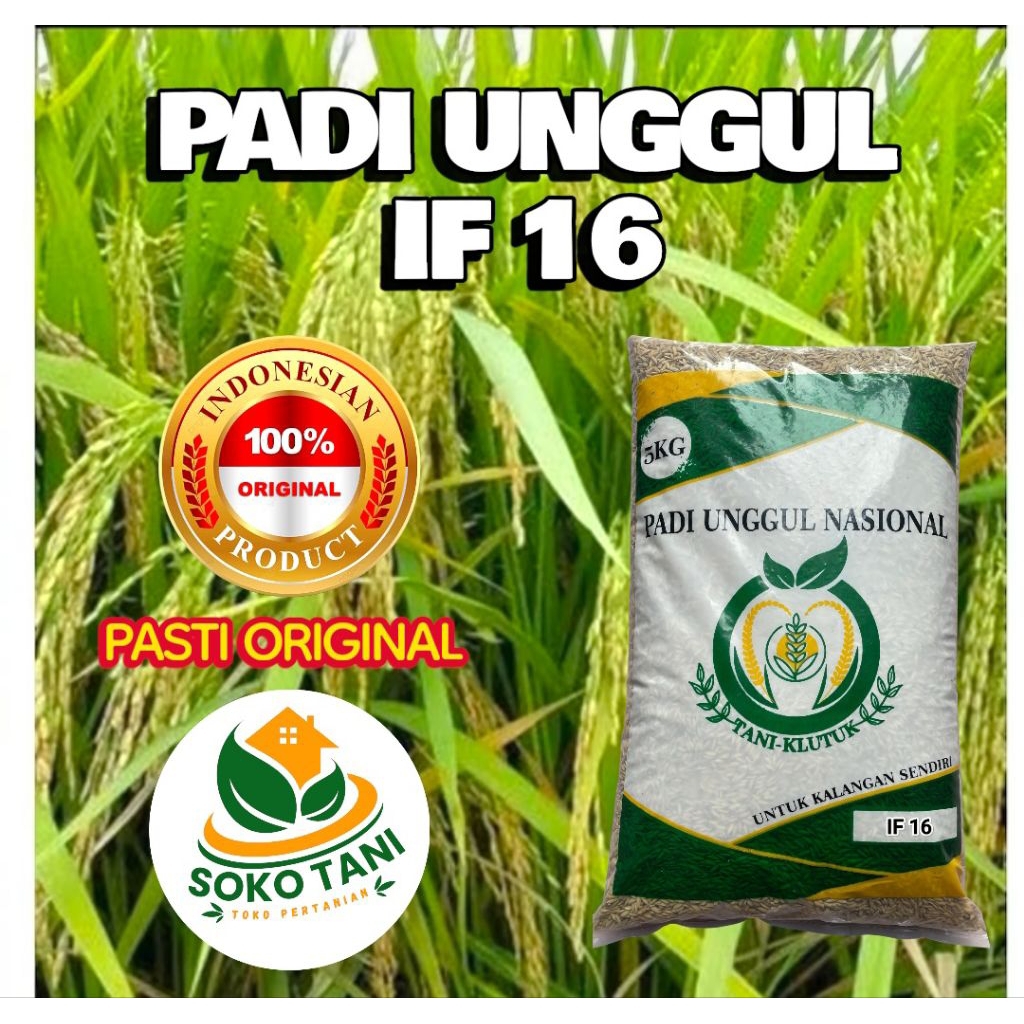 Bibit Padi Berkualitas IF 16 AB2TI Premium Kemasan 5kg Original Galur Lokal