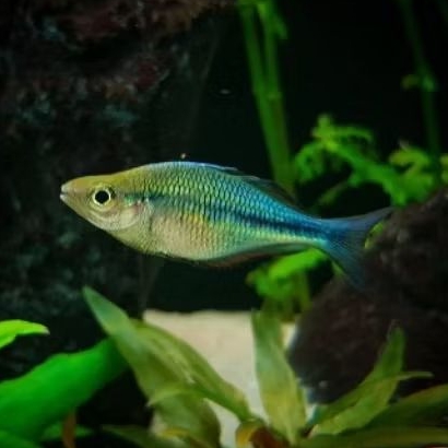 IKAN RAINBOW BIRU LACUSTRIC 5-6CM