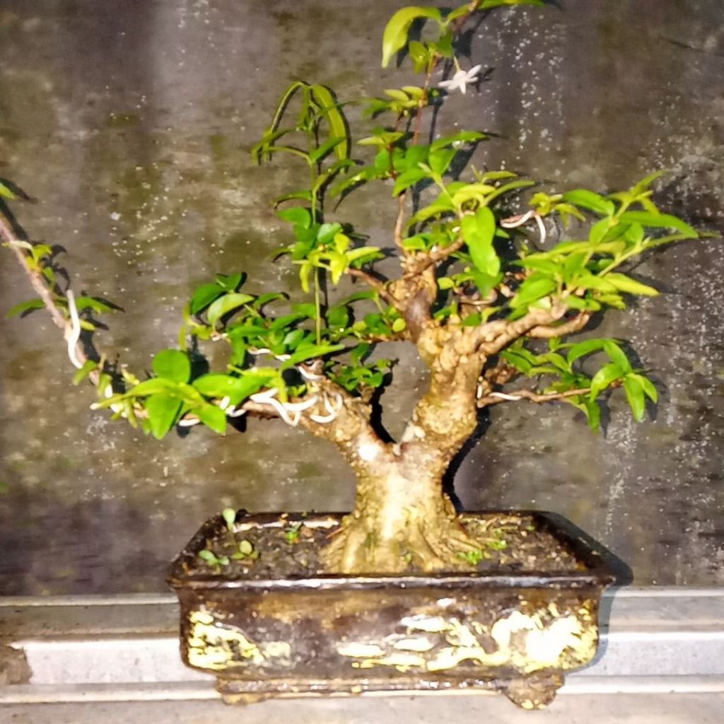 bonsai anting putri cakep prospek,ekonomis