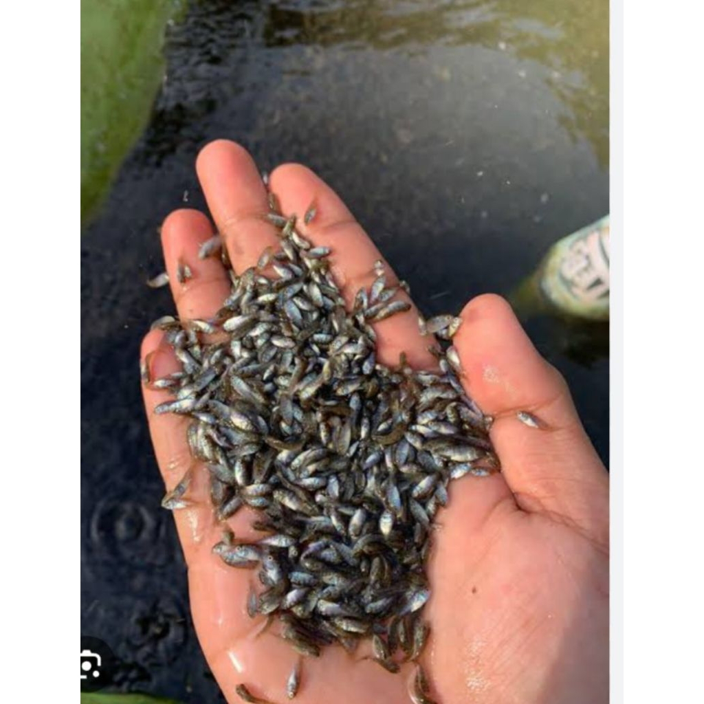 bibit larva nila nirwana 4 isi 400 ekor terbaik.