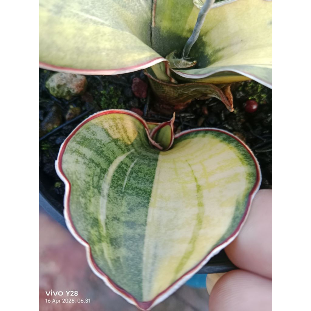 sansevieria dragon compacta variegata lidah mertua dragon compacta var