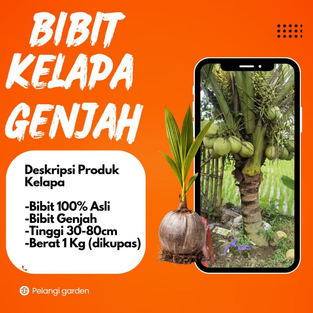 BIBIT SUPER  Pohon Buah Kelapa Pendek Entok Jumbo, Pohon Buah Kelapa Pendek Entok
