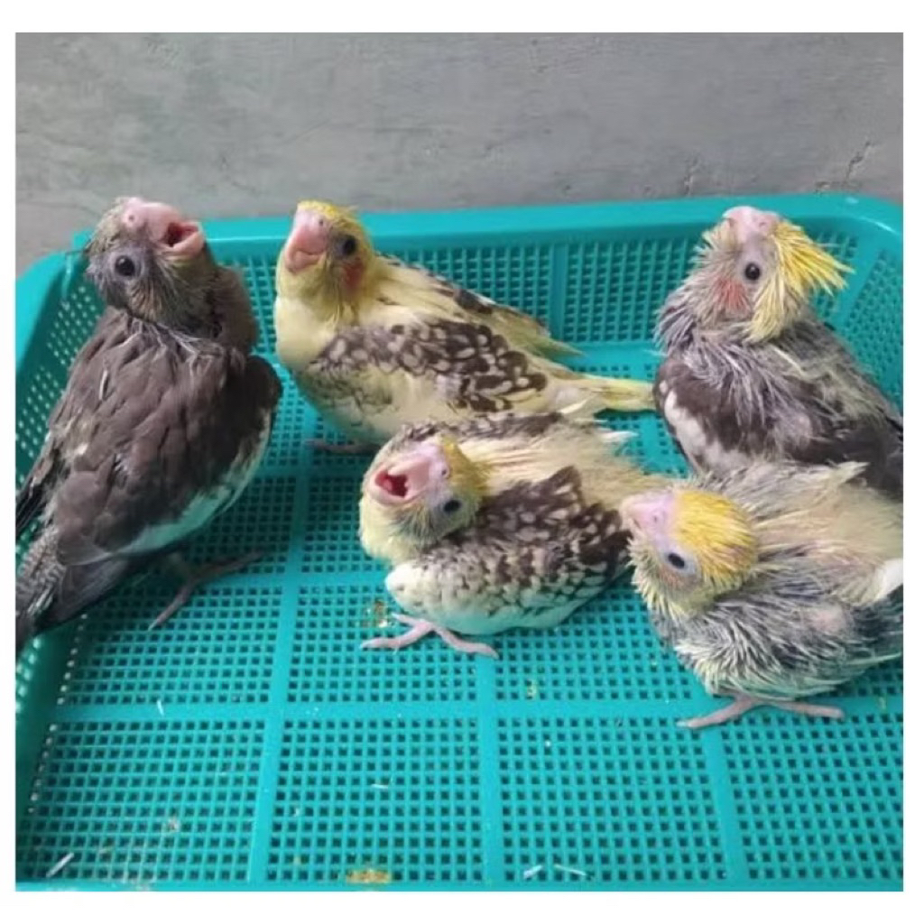 Lolohan falk parkit australia jinak baby falk warna cerah dan mutiara