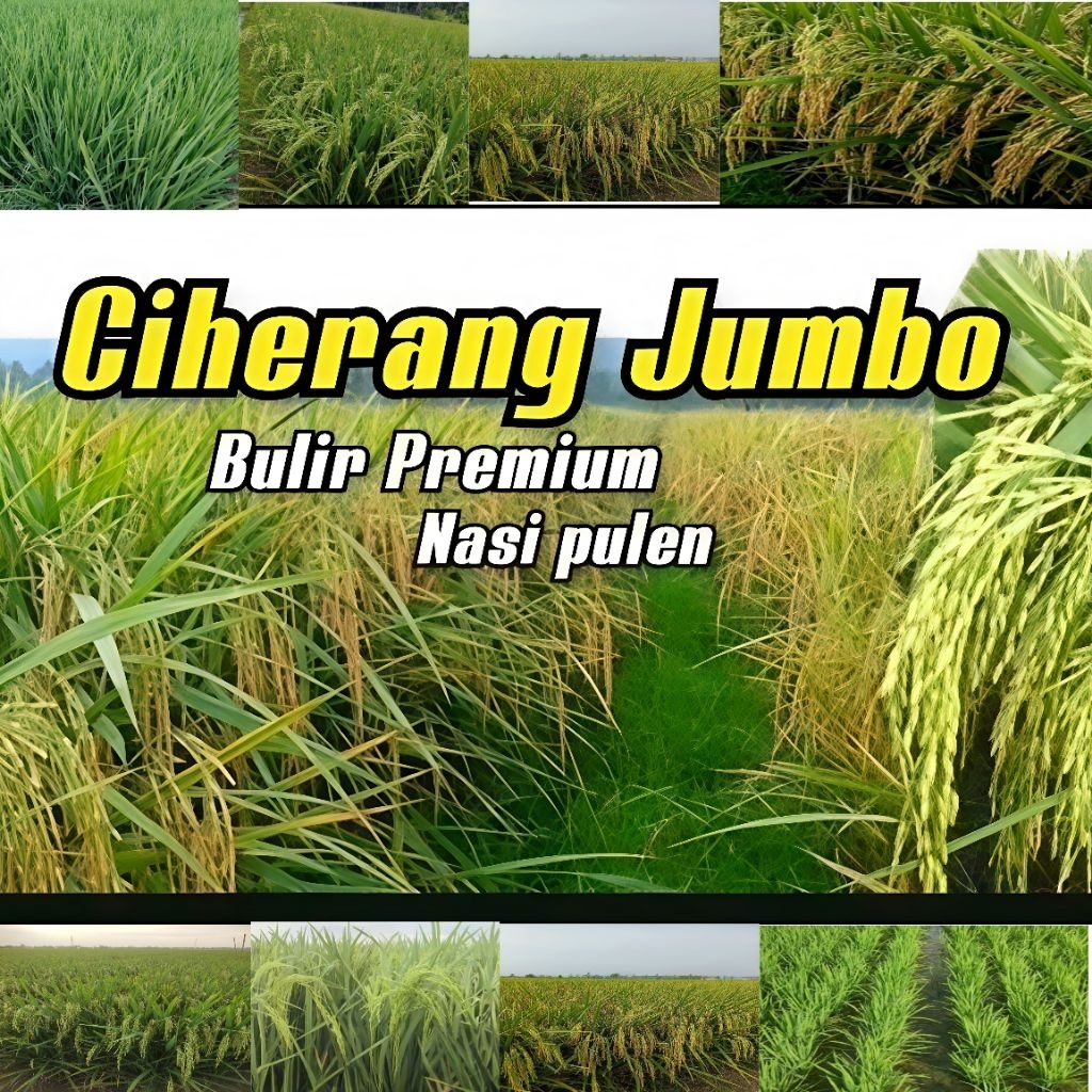 benih padi Ciherang jumbo kmsn 5kg