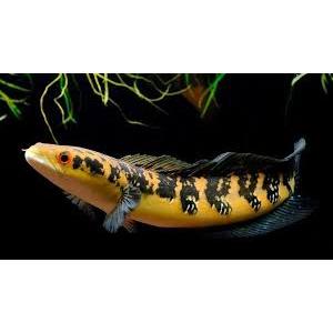 Ikan channa maru 10 cm