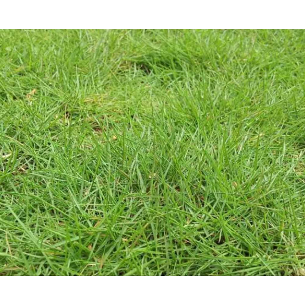 Rumput Jepang Hidup 20 x 20 Cm Rumput Hias Hijau Segar Untuk Taman / Kuburan / Makam