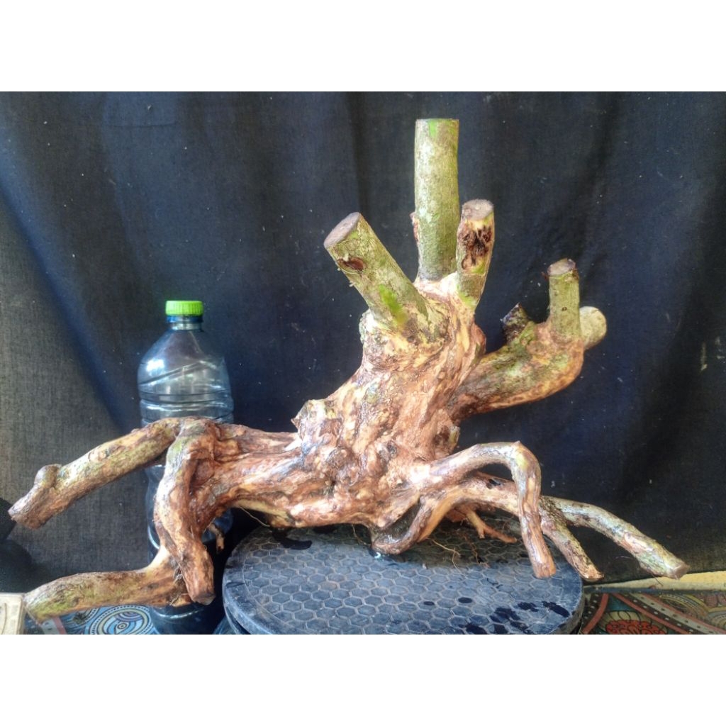 Bahan bonsai lantana besar berkarakter