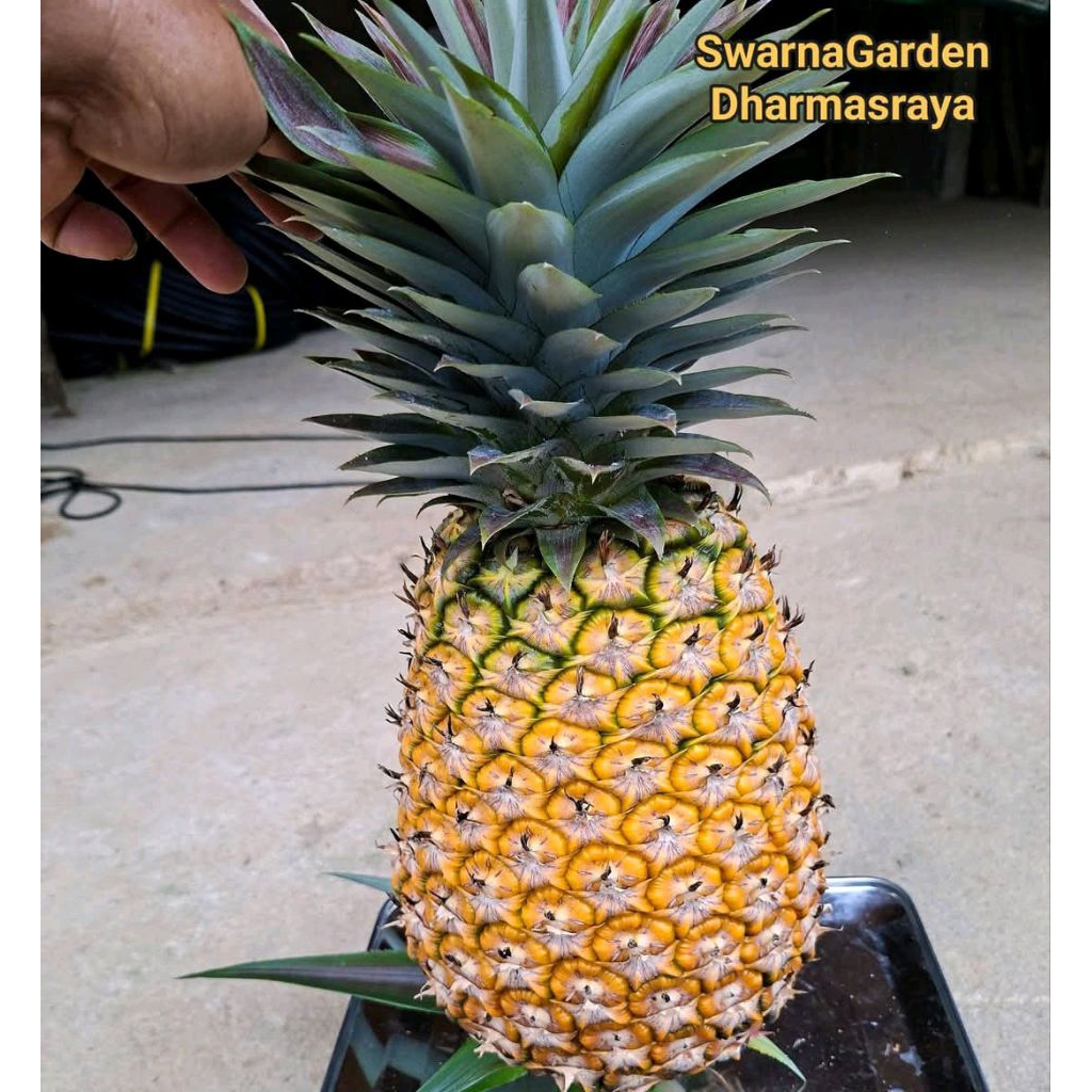bibit nanas jumbo tanpa duri 30 btg