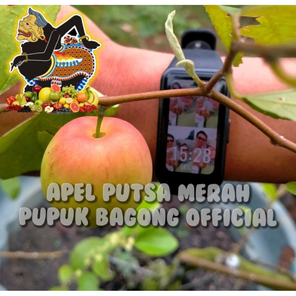 bibit apel putsa merah/putsa merah