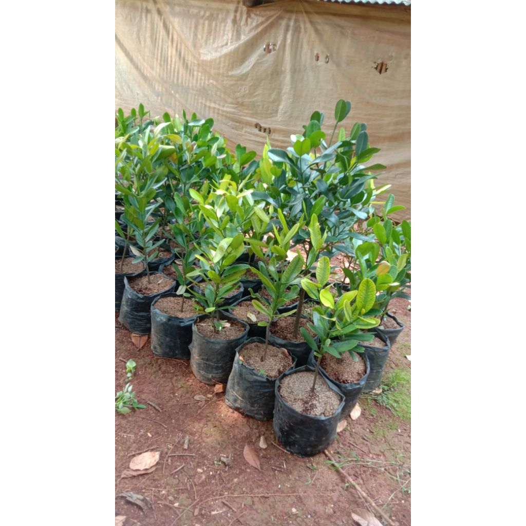 Pohon garcenia murah siap kirim