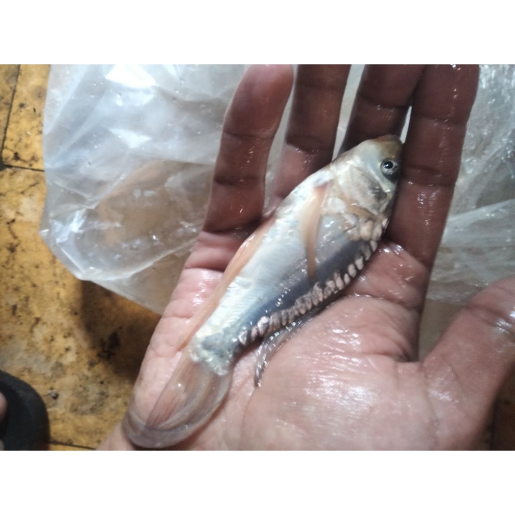 bibit koi slayer