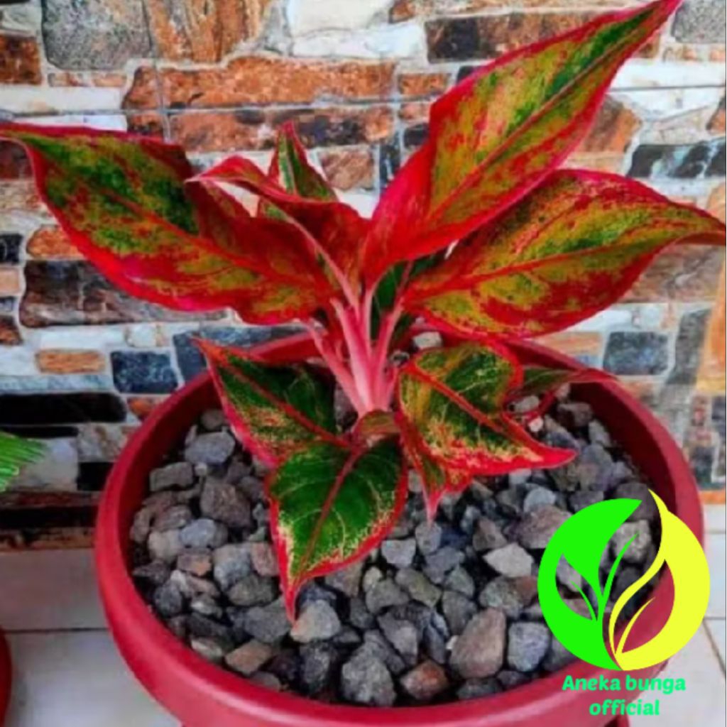 POHON AGLONEMA LIPSTIK MERAH / TANAMAN HIAS AGLONEMA LIPSTIK MERAH