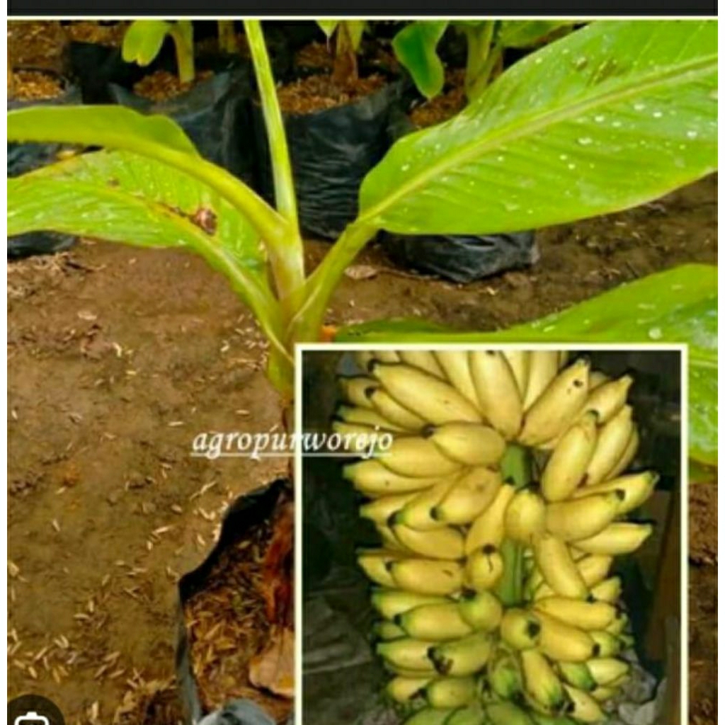 bibit pisang Lampung