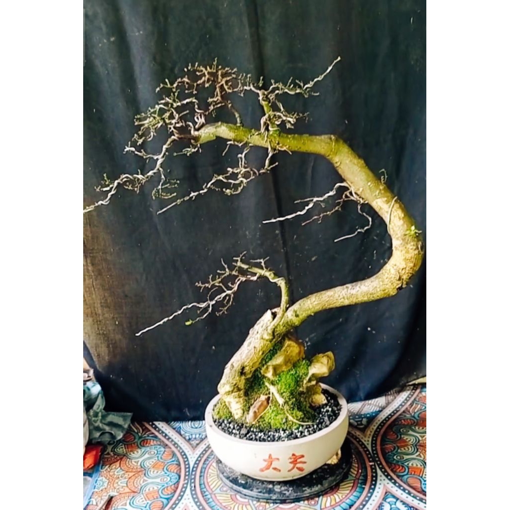 Bonsai serut siap pajang relpick